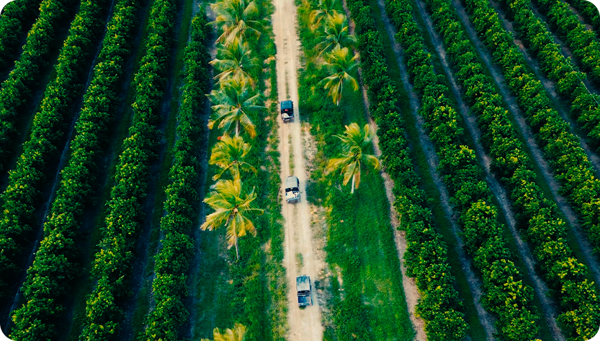 Vista aérea de uma área rural com fileiras de vegetação e um caminho central, no acervo do JAMM Farmer Experience