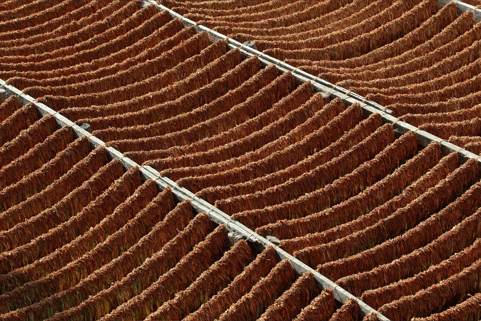 Folhas de tabaco suspensas em estruturas de madeira, em fotografia do acervo JAMM